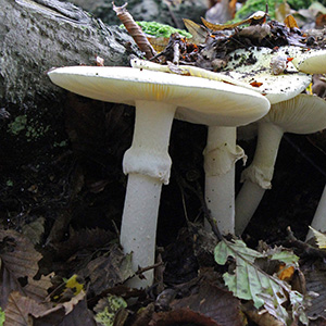 Which mushroom is one of the most dangerous poisonous mushrooms?